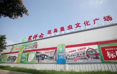 龍魚幾天不喂會餓死嗎？科學喂養與健康管理指南 龍魚幾天不喂會餓死嗎？科學喂養與健康管理指南 龍魚百科 第3張