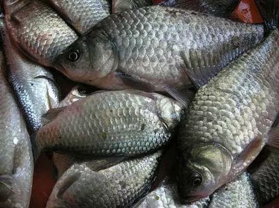 龍魚換缸后多久才吃食物？詳解適應期與喂養技巧