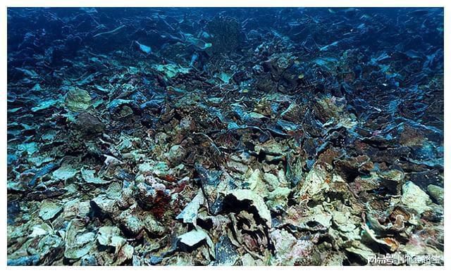 龍魚與錦鯉不吉利？揭開風水魚背后的文化迷思與真相 龍魚與錦鯉不吉利？揭開風水魚背后的文化迷思與真相 龍魚百科 第2張