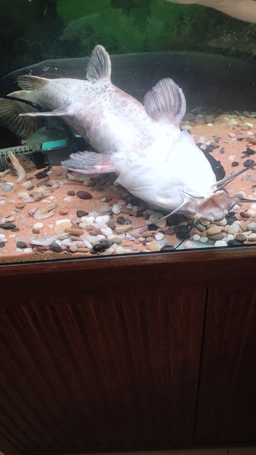 牛頭還是死了