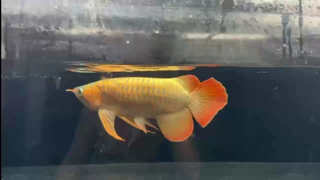 13個月小紅龍