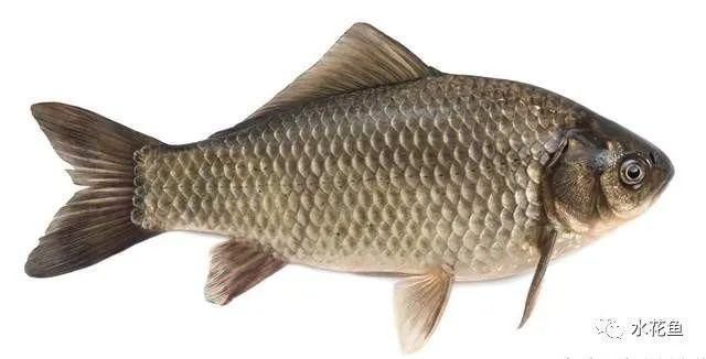 龍魚掉眼最忌三種東西，飼養誤區與科學預防指南