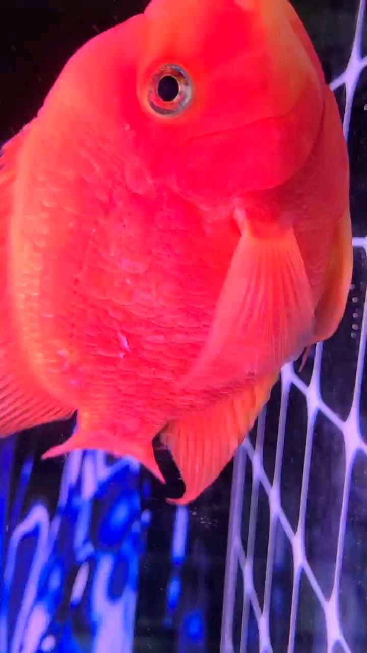 鸚鵡掉鱗是不是感染了。