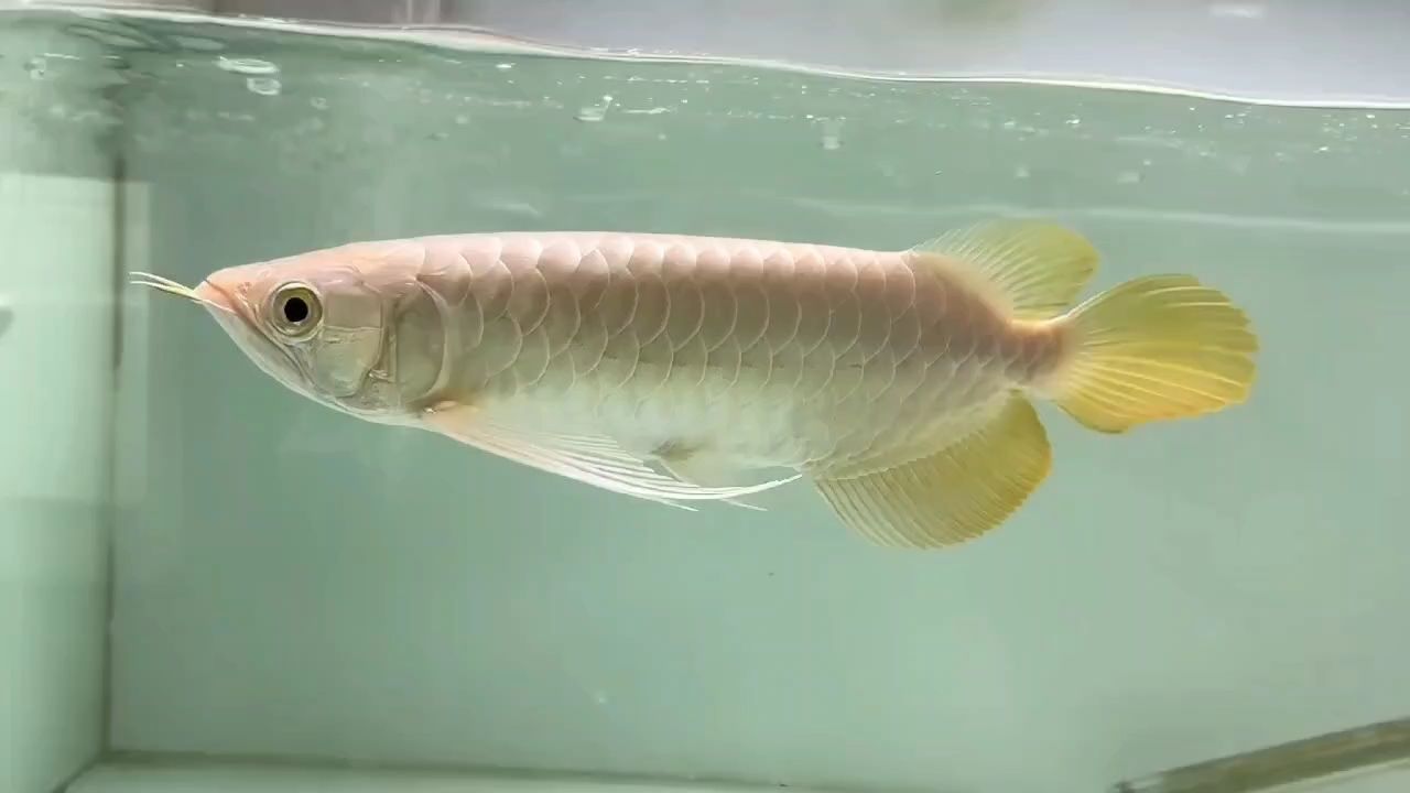 鈍頭紅龍推薦⑤