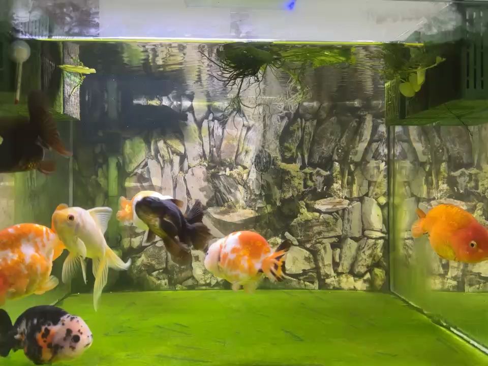 龍魚怕什么 雜燴金魚 龍魚論壇 雜燴金魚 雜燴金魚 龍魚論壇