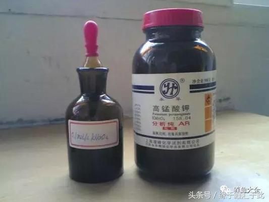 龍魚吃泥鰍，營養(yǎng)、風(fēng)險與喂養(yǎng)技巧全解析