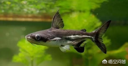 龍魚吃東西嚼嚼就吐了？揭秘背后的原因與解決方案