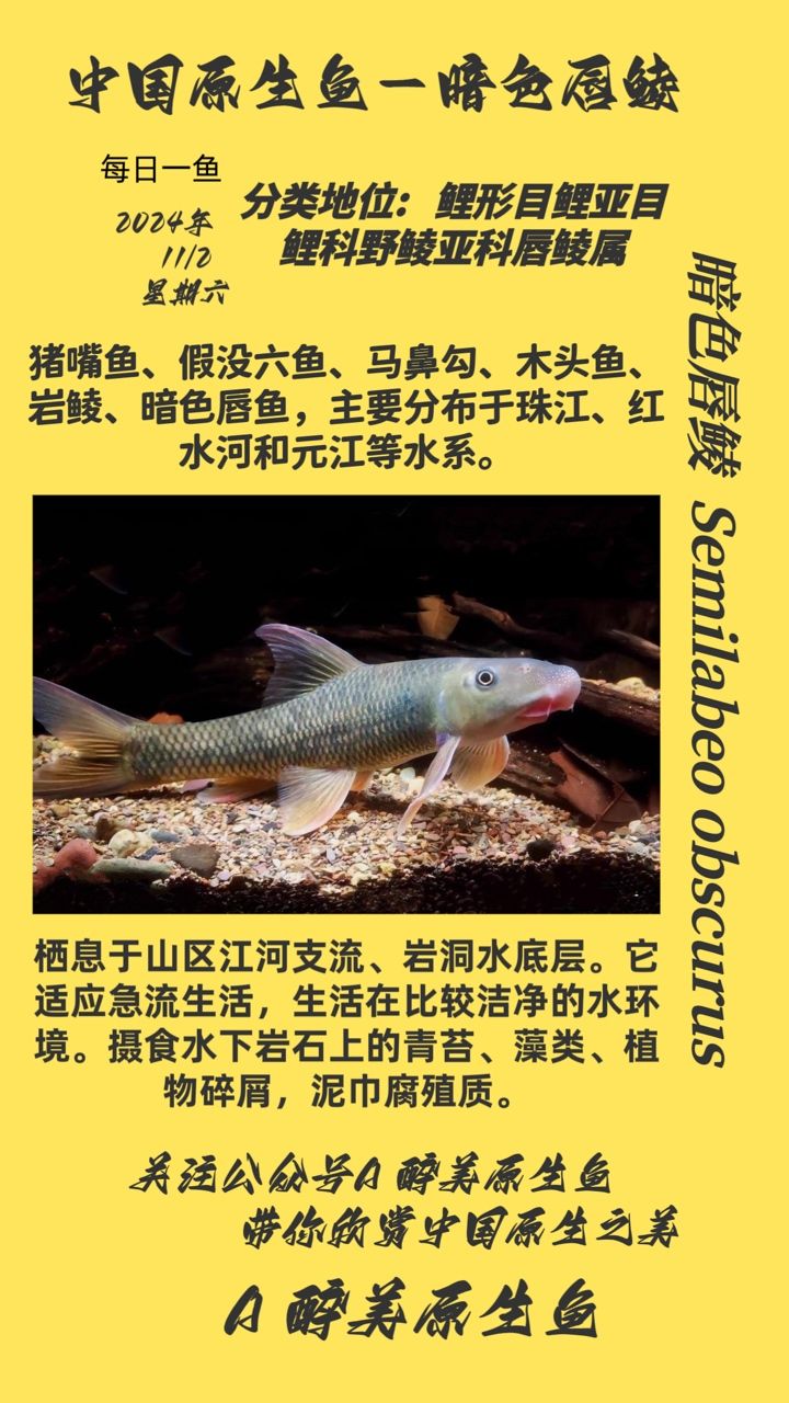 暗色唇鯪 暗色唇鯪 龍魚論壇