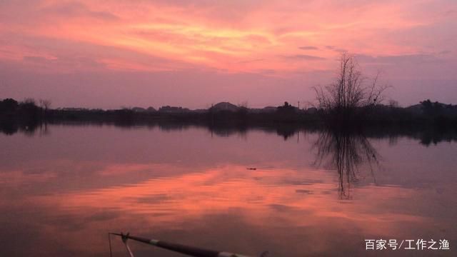 龍魚不吃食怎么回事？原因分析與解決方法
