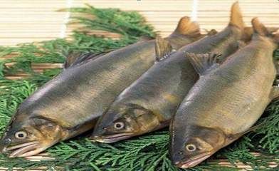 龍魚不吃食？一招搞定！