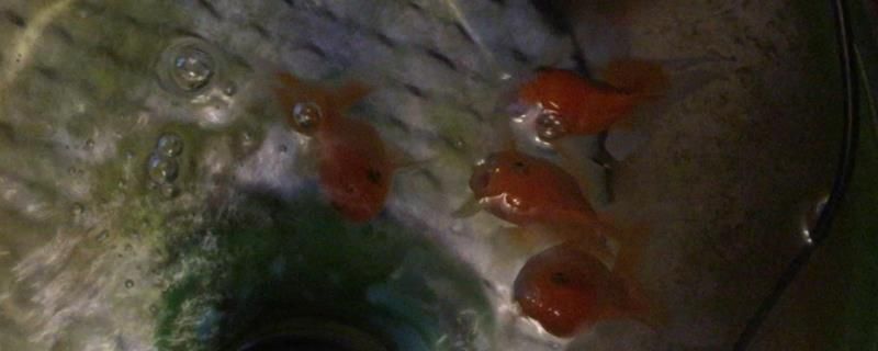 龍魚白膜去除最簡單方法，全面指南