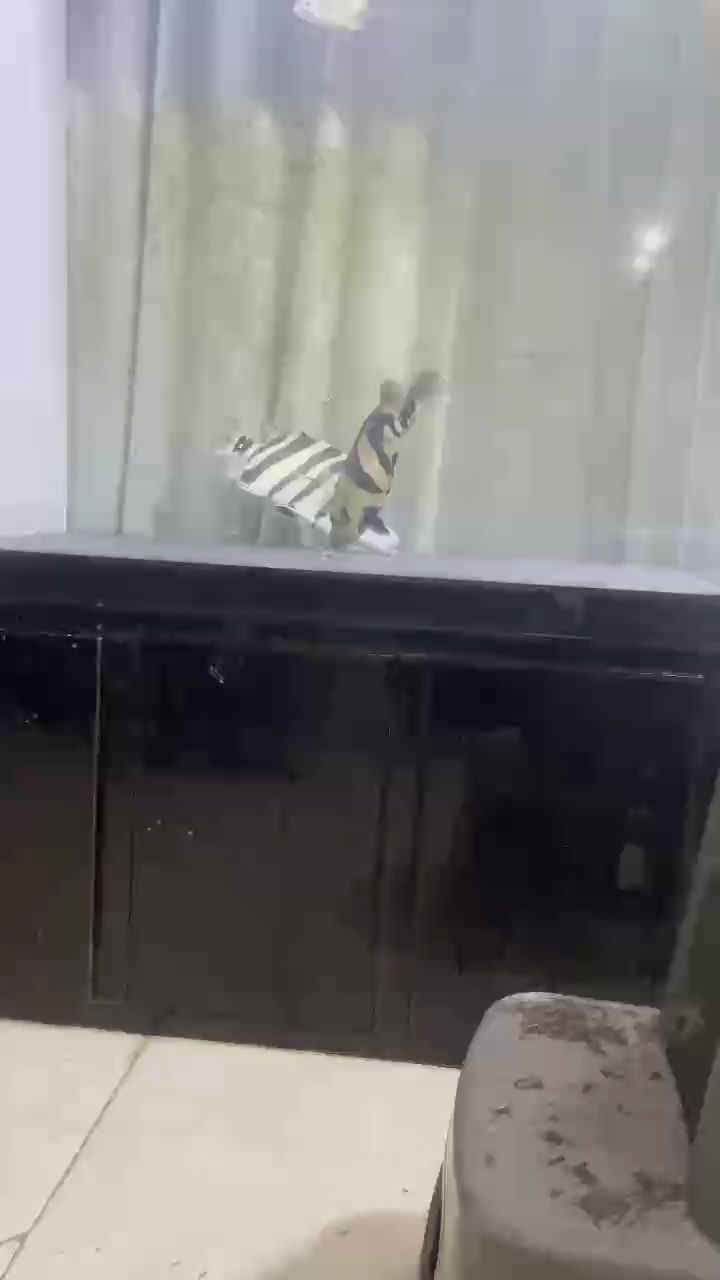 一紅皮一白臉
