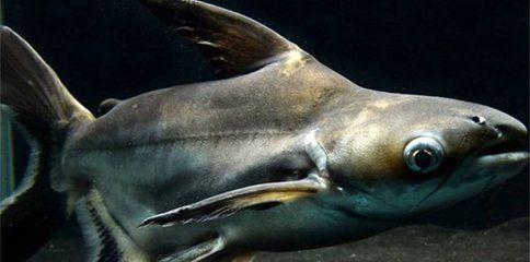 龍魚愛吃的食物排名,營養與口感的完美結合 龍魚百科 第2張 龍魚愛吃的食物排名,營養與口感的完美結合 龍魚愛吃的食物排名,營養與口感的完美結合 龍魚百科 第2張
