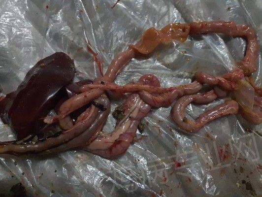龍魚在20度水溫下多久會凍死？深度解析低溫對龍魚的影響及應對措施