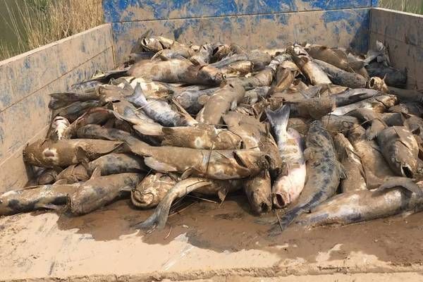 金龍魚，水族箱中的帝王之美與文化象征