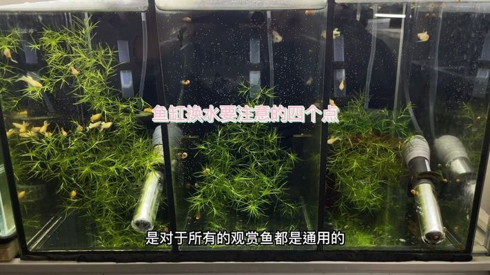 龍蝦最大能長多少斤？探索海洋巨無霸的生長極限