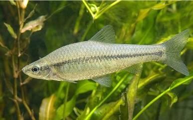 龍兔養(yǎng)魚大忌，三個原因解析與應(yīng)對策略