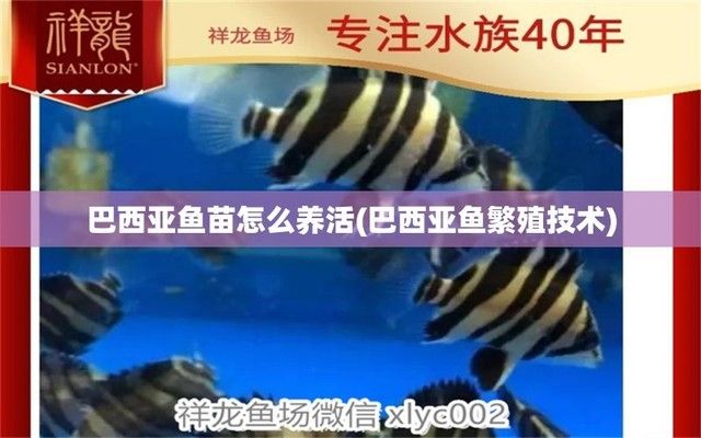 龍鼠屬相最好不戴？揭秘生肖佩戴禁忌與風水玄機