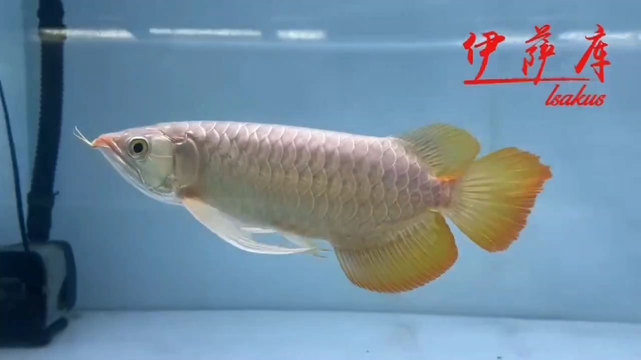 鈍頭紅龍推薦② 鈍頭紅龍推薦② 龍魚論壇