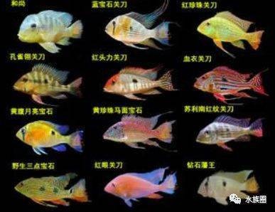 龍騰盛世,吉祥語句中的文化傳承與精神力量