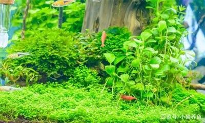 龍鯉傳說，龍和鯉魚的孩子叫什么？