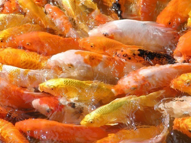 龍龜最忌三個地方，擺放禁忌與風(fēng)水化解之道