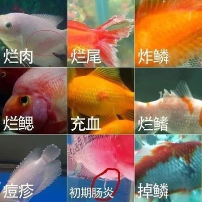 龍龜最忌三個地方，擺放禁忌與風(fēng)水化解之道