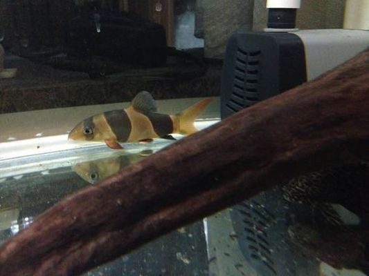 龍龜手把件的寓意與文化內涵 龍龜手把件的寓意與文化內涵 龍魚百科 第3張