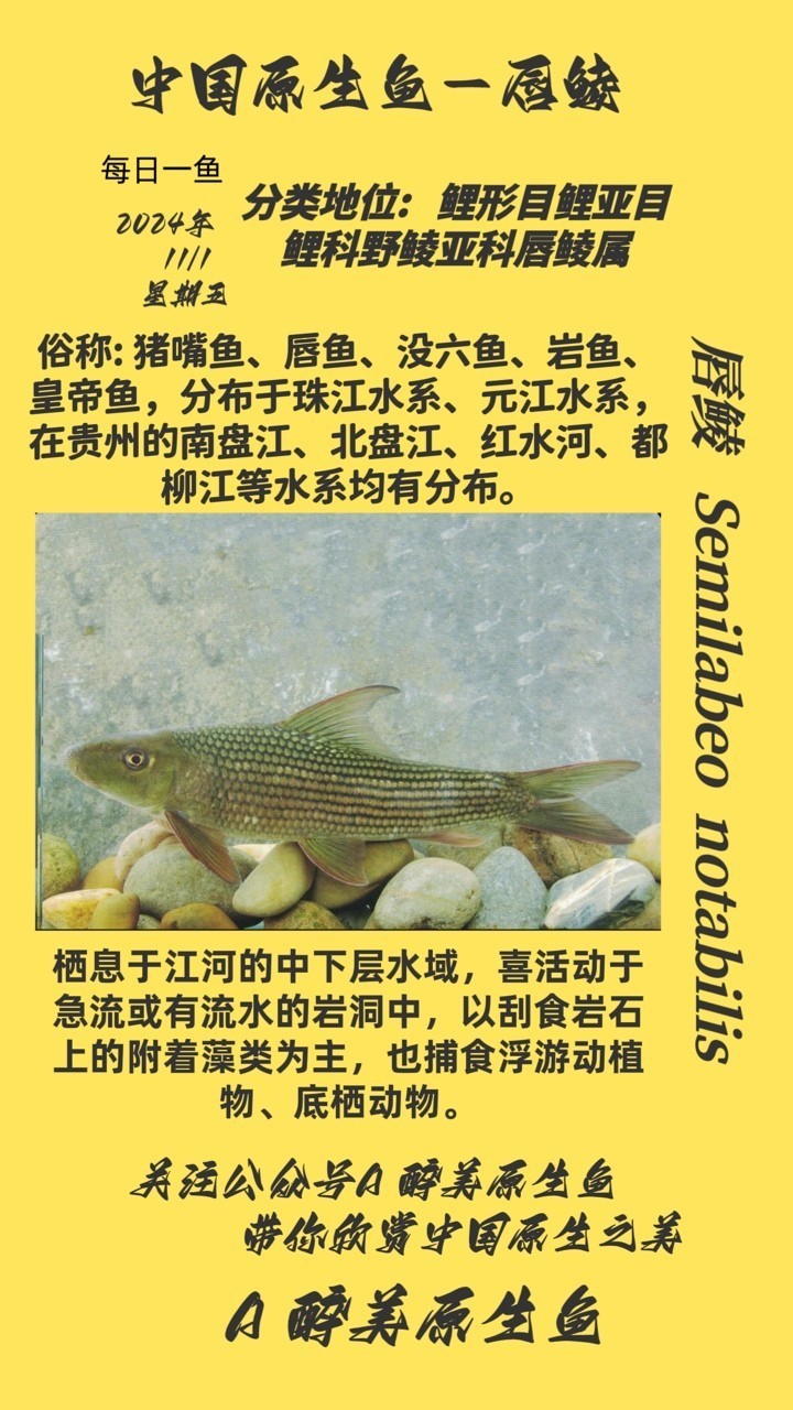龍魚怕什么 唇鯪 龍魚論壇 唇鯪 唇鯪 龍魚論壇