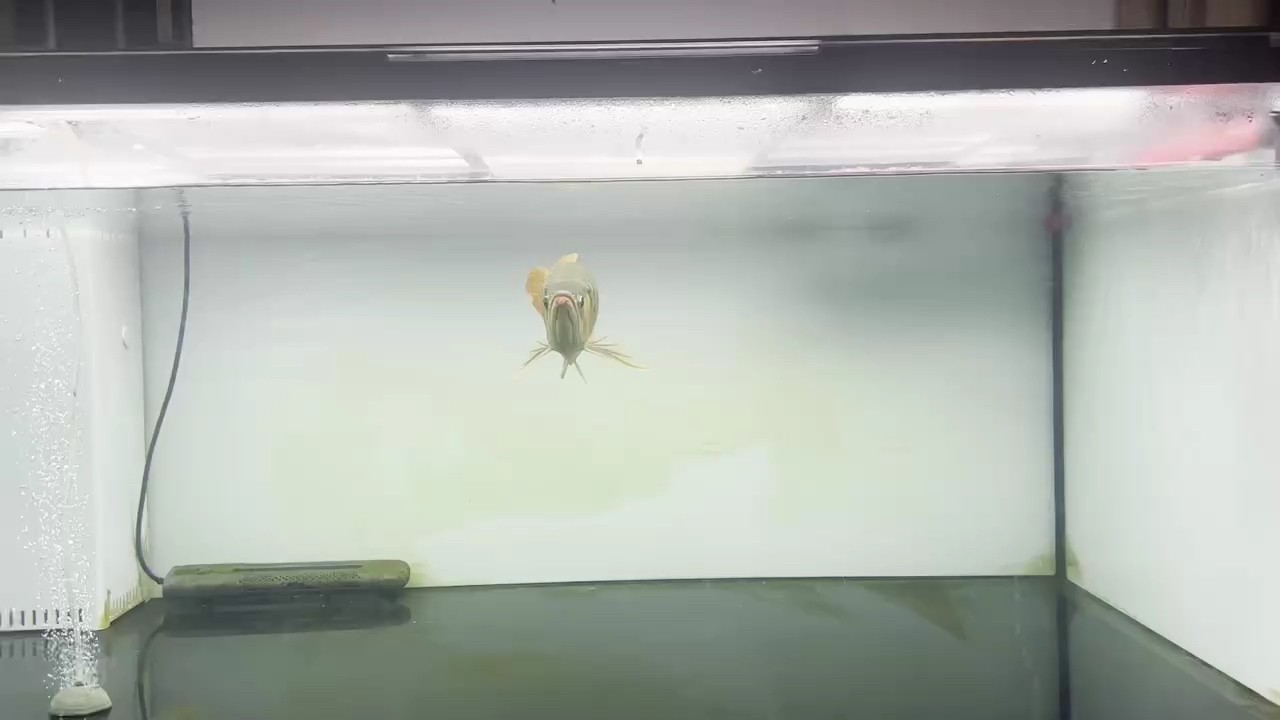 大水牛