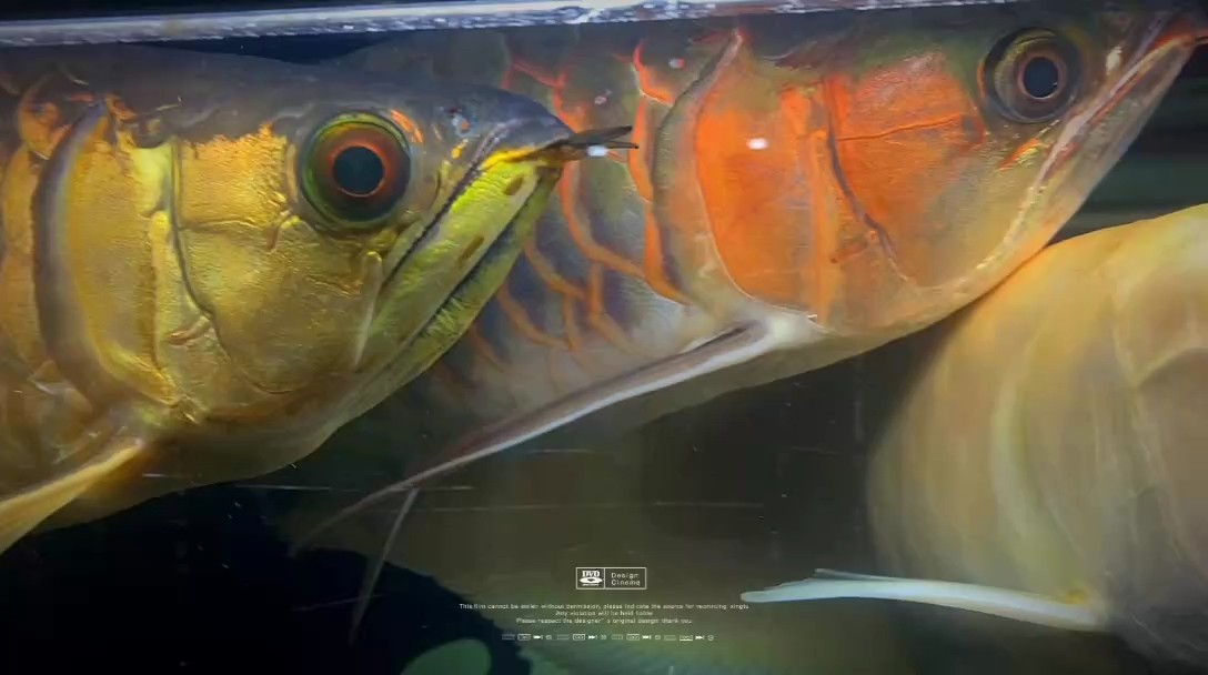 不懼未來，不念曾經