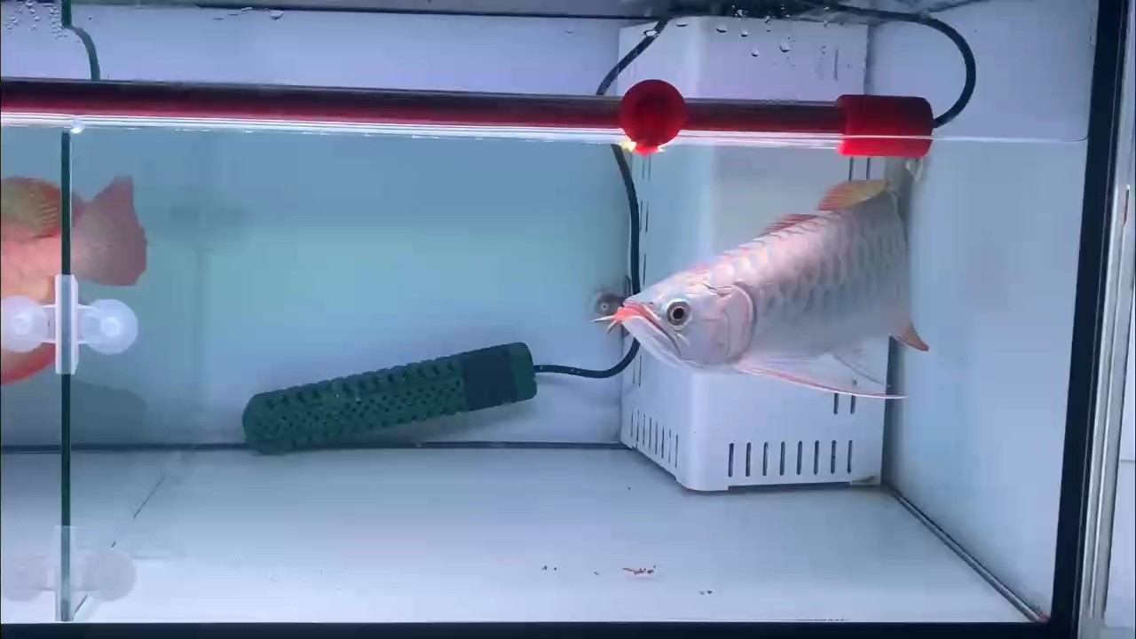 準備喂魚咯