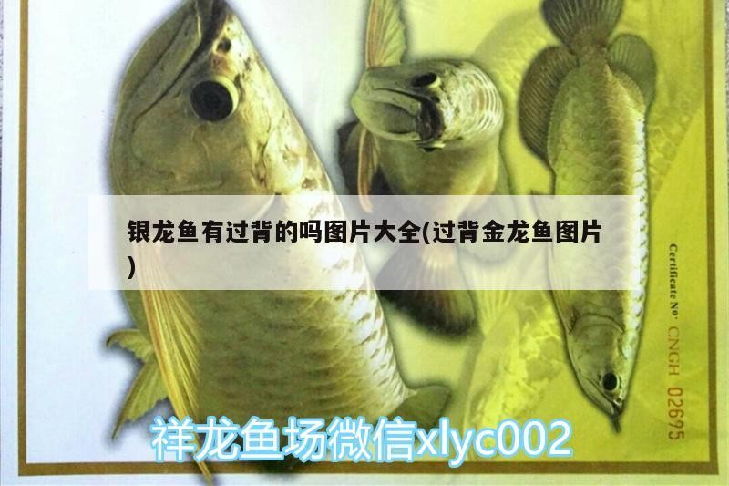 銀龍魚有過背的嗎圖片大全(過背金龍魚圖片)