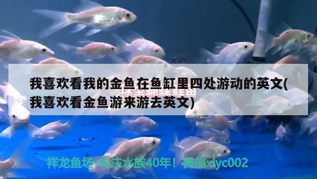 我喜歡看我的金魚在魚缸里四處游動的英文(我喜歡看金魚游來游去英文)