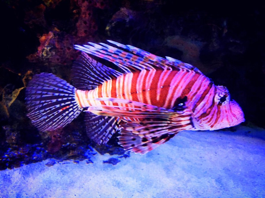 泰虎是熱帶魚嗎還是水產：泰虎是一種熱帶淡水觀賞魚類，而非水產