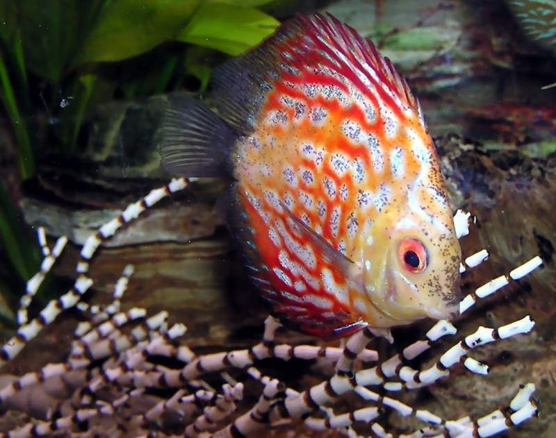 泰虎是熱帶魚嗎還是水產：泰虎是一種熱帶淡水觀賞魚類，而非水產