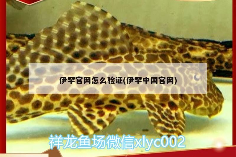 伊罕官網怎么驗證(伊罕中國官網) 伊罕官網怎么驗證(伊罕中國官網) 伊罕水族