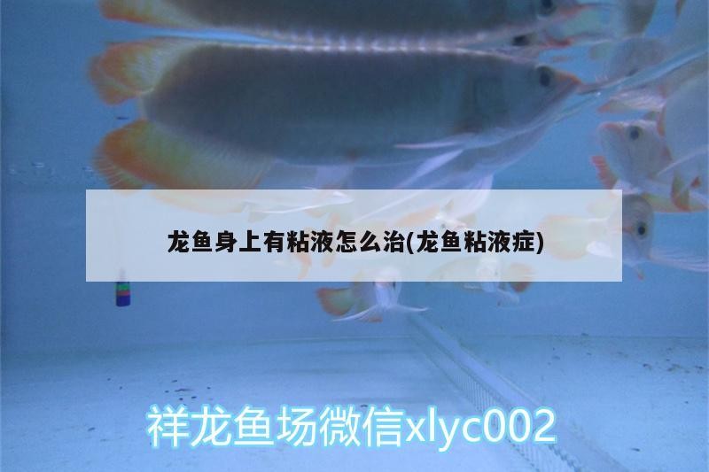 龍魚身上有粘液怎么治(龍魚粘液癥)