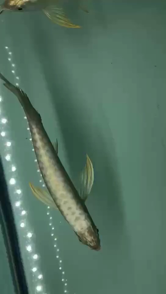 小金飼養環境