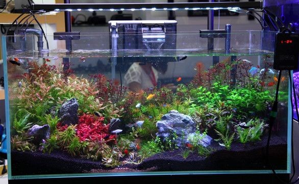 2024網紅魚缸造景:魚缸造景步驟