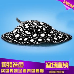 魟魚黑金和珍珠哪個好看：在探討魟魚黑金和珍珠哪個更好看之前我們需要了解