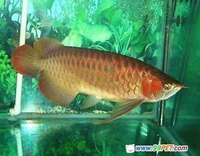 紅龍魚是怎么來的：關于紅龍魚的介紹