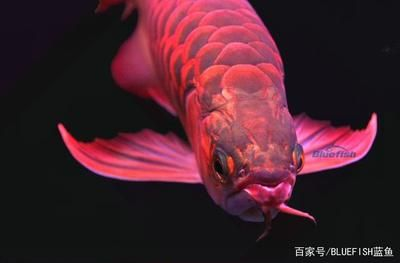 紅龍魚是怎么來的：關于紅龍魚的介紹
