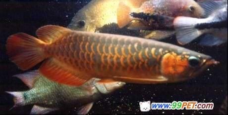 紅龍魚是怎么來的：關于紅龍魚的介紹