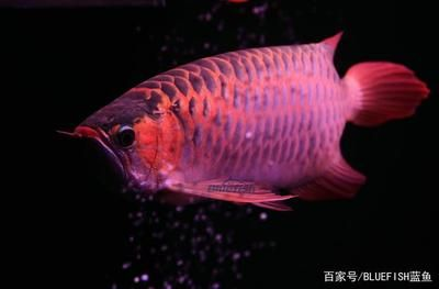 紅龍魚是怎么來的：關于紅龍魚的介紹
