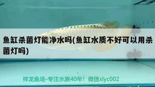 金龍魚需要殺菌燈嗎vs祥龍魚場：金龍魚與祥龍魚場之間的消毒需求存在差異