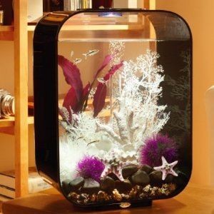 80公分的魚缸：80公分的魚缸適合養什么魚