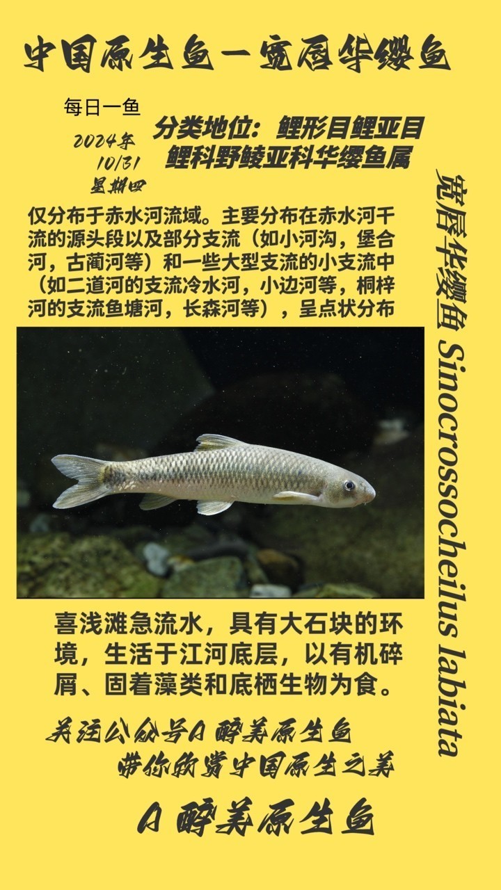 寬唇華纓魚