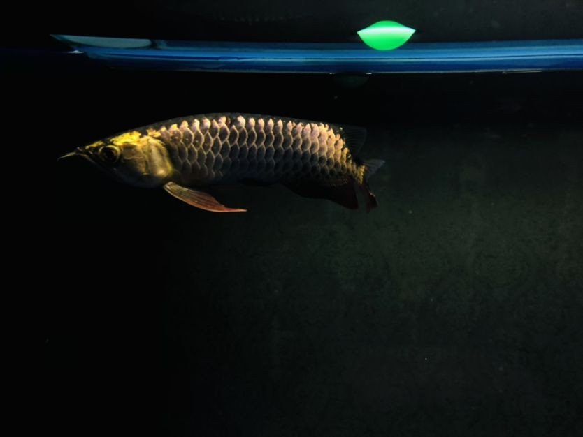 襄陽(yáng)魚(yú)缸定制店電話多少(襄陽(yáng)哪里賣水缸) 全國(guó)水族館企業(yè)名錄 第2張 襄陽(yáng)魚(yú)缸定制店電話多少(襄陽(yáng)哪里賣水缸) 襄陽(yáng)魚(yú)缸定制店電話多少(襄陽(yáng)哪里賣水缸) 全國(guó)水族館企業(yè)名錄 第2張