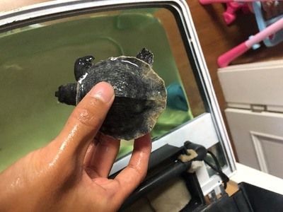 豬鼻龜腐甲后會留下痕跡嗎：如何預防豬鼻龜腐甲病